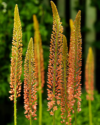 Eremurus cleopatra.jpg